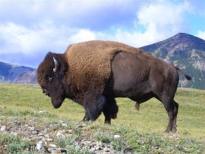 bison animal